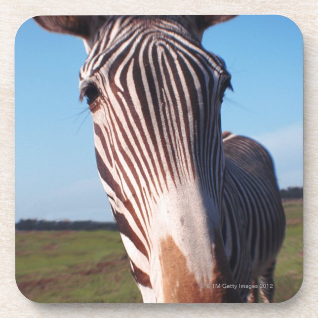 Porta-copo zebra 2 (Frente)