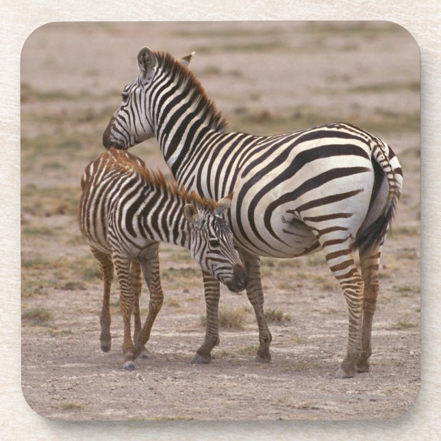 Porta-copo Zebra 3 de Grant (Frente)