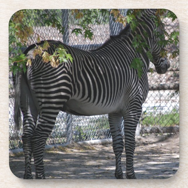 Porta-copo Zebra Love (Frente)