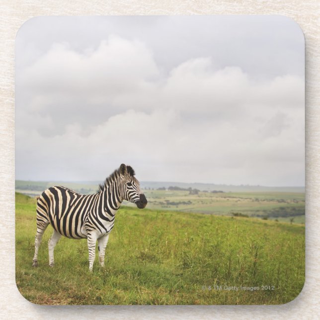 Porta-copo Zebra no campo, África do Sul (Frente)