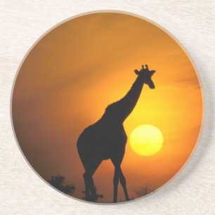 Porta-copos África, Quênia, Masai Mara. Girafa (Girafa)