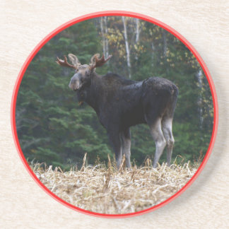 Porta-copos Alces de um ano de Maine Bull