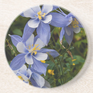 Porta-copos Aquilegia Azul do Colorado perto de Telluride Colo