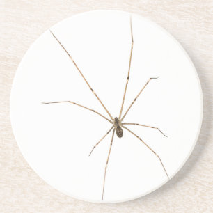 Porta-copos Aranha