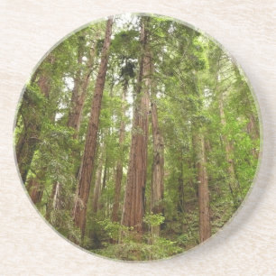 Porta-copos Até às Redwoods I no Monumento Nacional Muir Woods