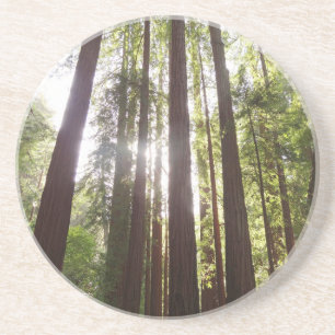 Porta-copos Até Sequoias de Manhã