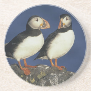 Porta-copos Atlantic Puffin, Fratercula arctica), em
