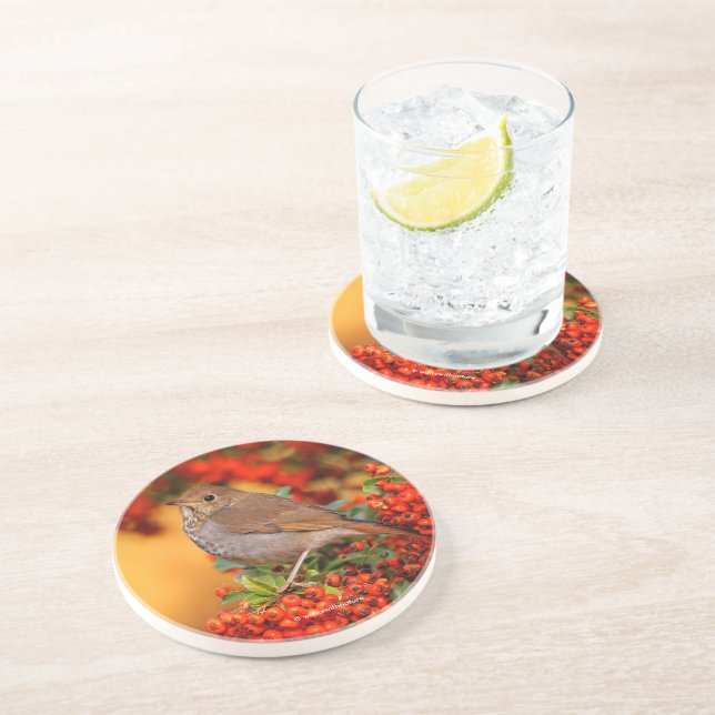Porta-copos Atordoamento de Hermit Thrush Songbird em Berry Bu (Lateral)