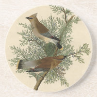 Audubon Cedar Waxwing
