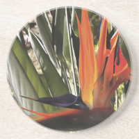Ave do Paraíso Strelitzia Reginae - Painti acrílic