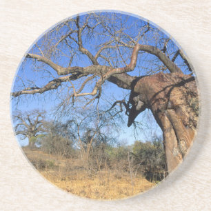Porta-copos Baobá (Adansonia Digitata), Parque Nacional Kruger