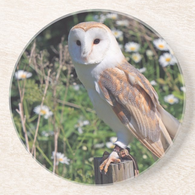Porta-copos Barn Owl (Frente)