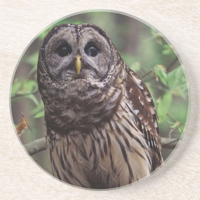 Porta copos Barred Owl (Frente)