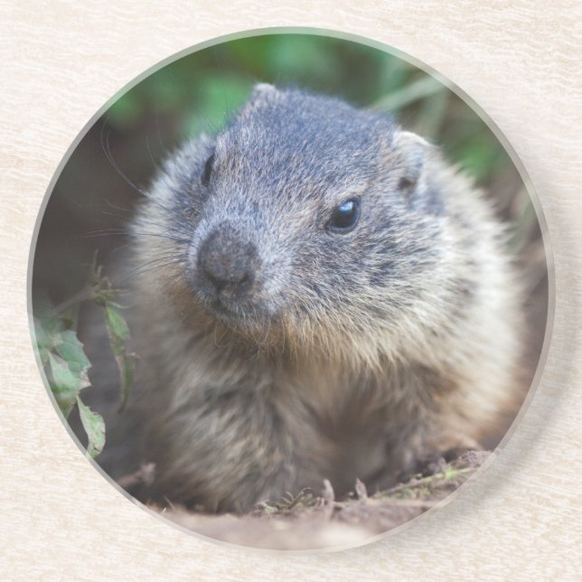 Porta-copos Bebê Curioso Marmota Rolha (Frente)