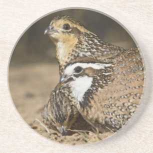 Porta-copos Bebês de codorna Northern Bobwhite no lago para be