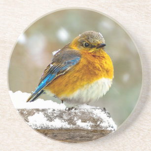 Porta-copos Bluebird oriental na neve - Foto original