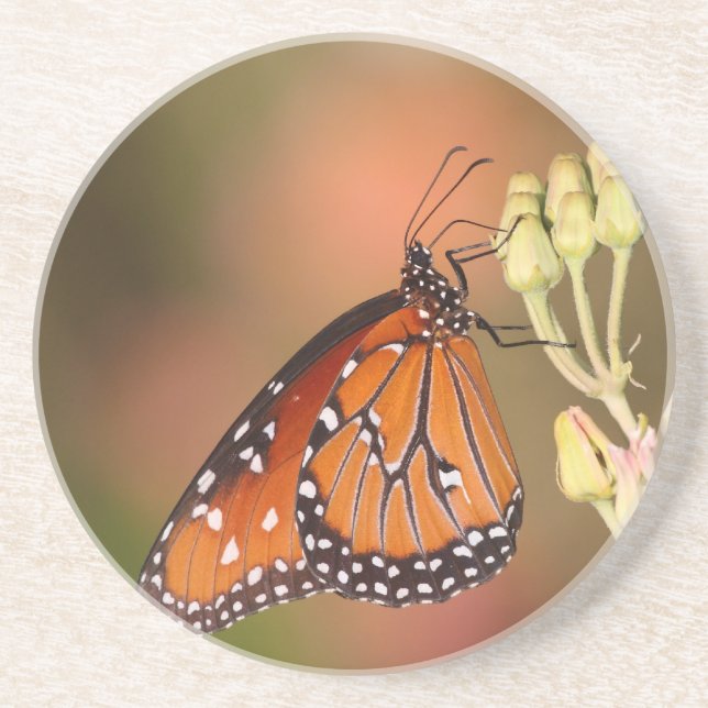 Porta-copos Borboleta rainha num galho (Frente)