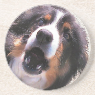 PORTA-COPOS BORDER COLLIE