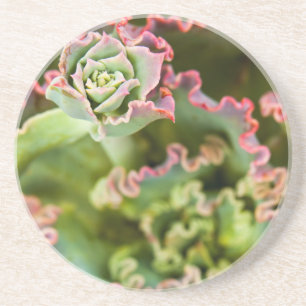 Porta-copos Broto emergente de uma planta Echeveria