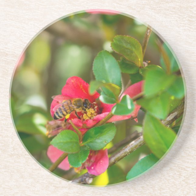 Porta-copos Bumblebee E Azalea (Frente)