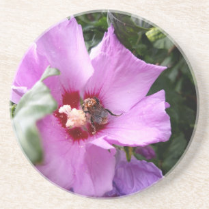 Porta-copos Bumblebee na Flor de Hibiscus