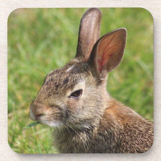 Porta copos Bunny Rabbit (Frente)