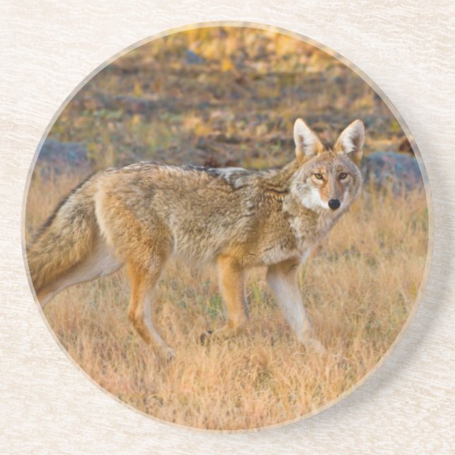 Porta-copos Caça de coiote (Canis Latrans) (Frente)