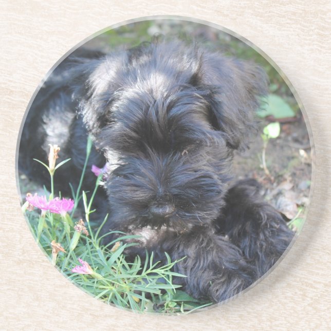 Porta-copos Cachorro Terrier Fofo (Frente)