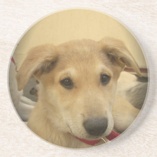 Porta-copos Cães fofos e cachorrinhos segundo melhor amigo do