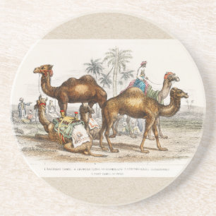 Porta-copos Camelos da Índia Ilustração Vintage, 1820