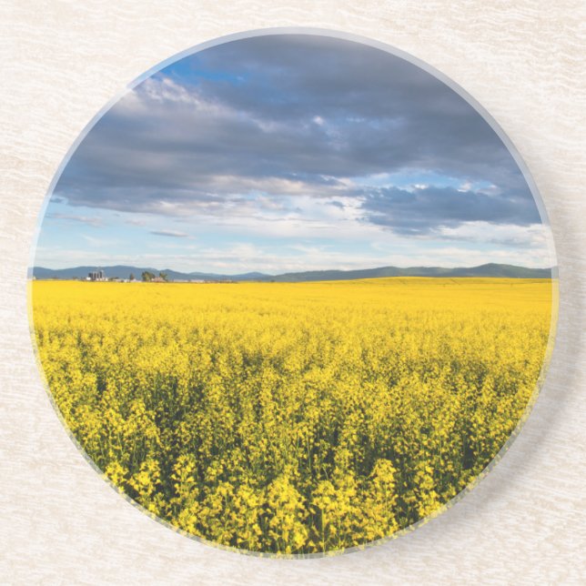 Porta-copos Campo de Canola à Luz do Final da Tarde (Frente)