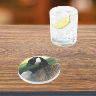 Porta-copos Canada Goose Wildlife Photo Sandstone