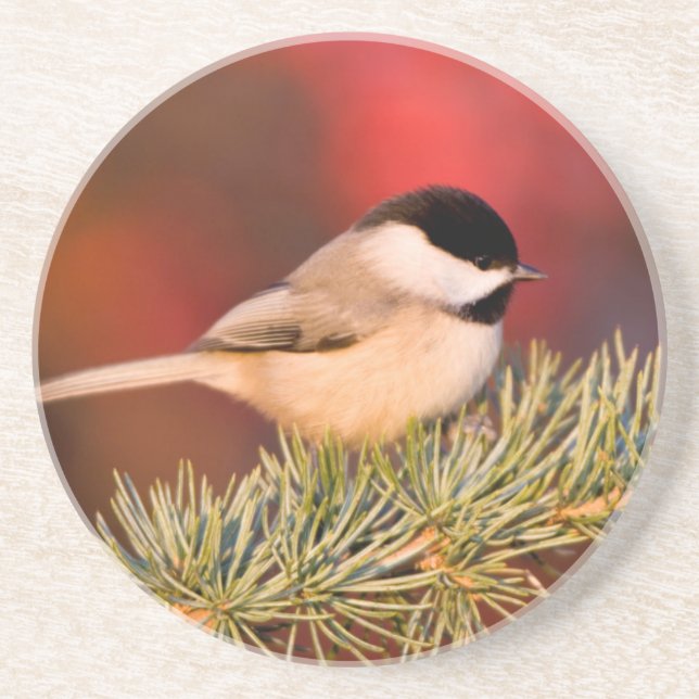 Porta-copos Carolina Chickadee em Blue Atlas Cedar (Frente)