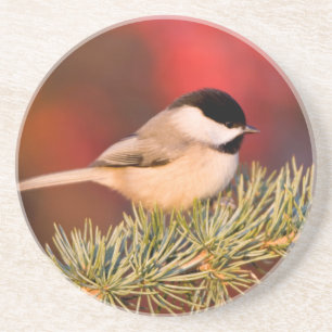 Porta-copos Carolina Chickadee no Cedro Atlas Azul