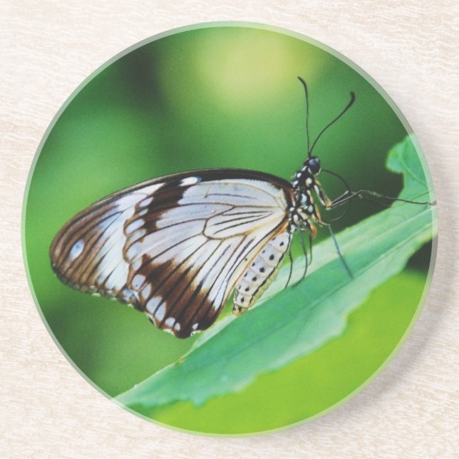 Porta-copos Castanho escuro e borboleta Cinza (Frente)