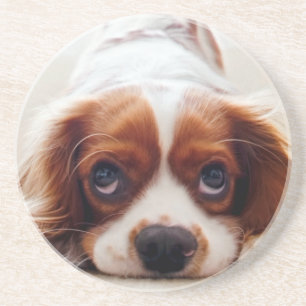 Porta-copos Cavalier King Charles Spaniel