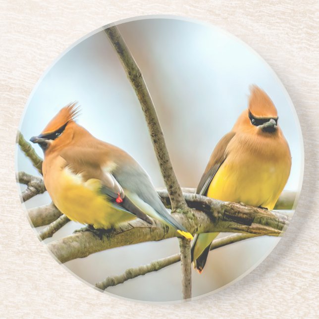 Porta-copos Cedar Waxwing - Foto Original (Frente)