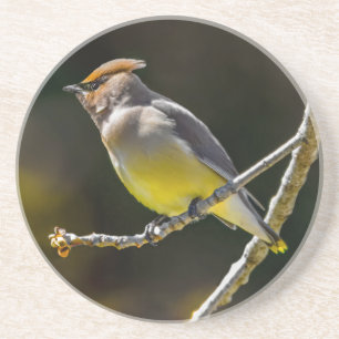 Porta-copos Cedar Waxwing Songbird Original Foto de Pássaro Se