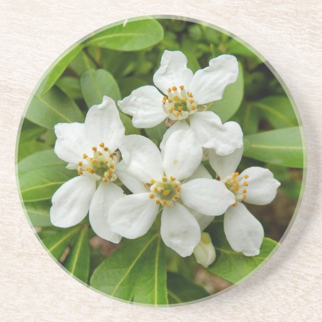 Porta-copos Choisya Ternata (Frente)