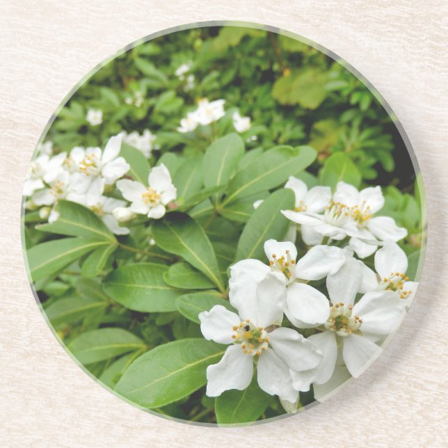 Porta-copos Choisya Ternata (Frente)