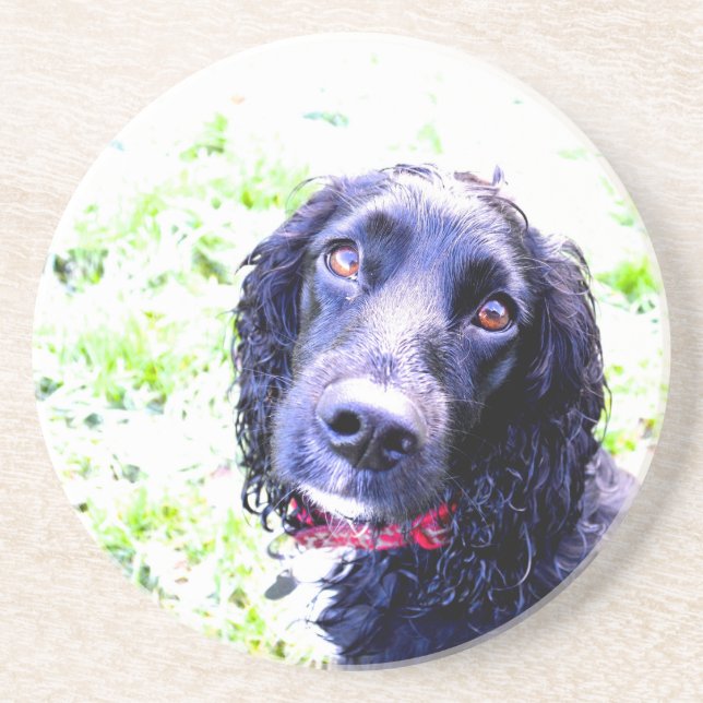 Porta-copos Cocker Spaniel (Frente)