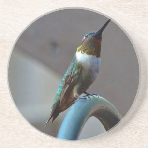 Porta-copos Colibri pequeno do rubi verde
