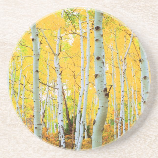 Porta-copos Cores de outono das árvores Aspen 1 (Frente)