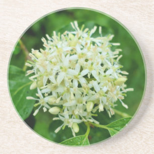 Porta-copos Cornus sanguinea