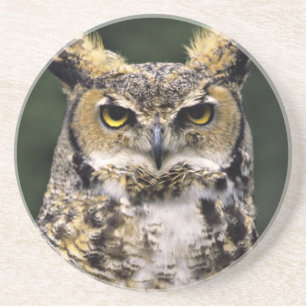 Porta-copos Coruja-americana (Bubo virginianus), corpo inteiro