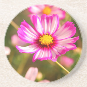 Porta-copos Cosmos cor-de-rosa, jardim Rosalinde da casa de