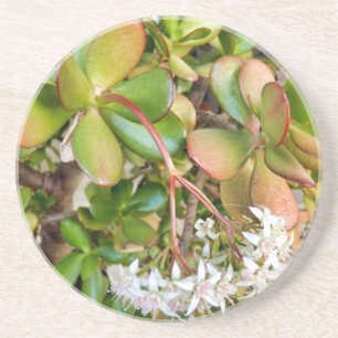 Porta-copos Crassula ovata