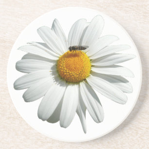 Porta-copos De Arenito Abelha na Daisy Alaskan Summer Nature Photo