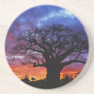 Porta-copos De Arenito Abóbora africana, Adansonia digitata, 2