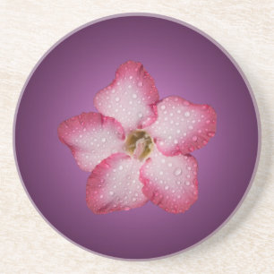 Porta-copos De Arenito Adenium Flor Flora Gradiente Violeta Rosa